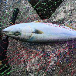 エソ時々ハマチ